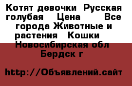 Котят девочки “Русская голубая“ › Цена ­ 0 - Все города Животные и растения » Кошки   . Новосибирская обл.,Бердск г.